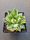 Haworthia Cuspidata Variegata