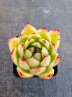 *GLGhybrid(1-1238) Echeveria Agavoides Lipstick hybrid 口红杂