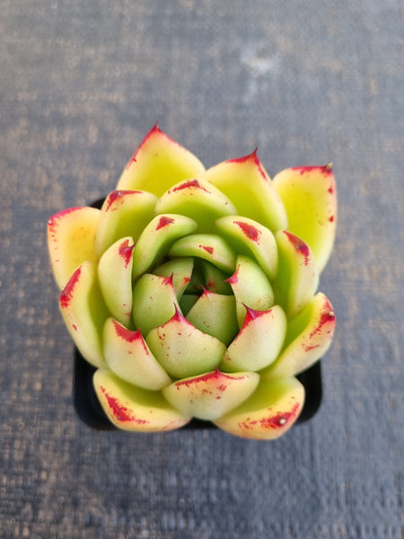 *GLGhybrid(1-1238) Echeveria Agavoides Lipstick hybrid 口红杂