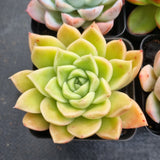*GLGhybrid(1-498) Special hybrid pack of 4