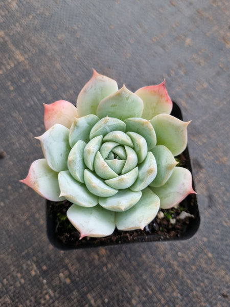 *GLGhybrid(1-722)  Echeveria Simulans Ascension hybrid 蓝丝绒杂