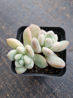 *GLGhybrid(1-729) Pachyveria Elaine hybrid 香水杂