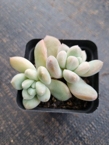 *GLGhybrid(1-729) Pachyveria Elaine hybrid 香水杂