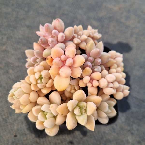 *GLGhybrid(1-1661) Assorted Succulents