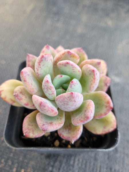 *GLGhybrid(1-1318)  Pachyveria Elaine hybrid 香水杂