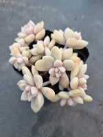*GLGhybrid(1-1060) Graptopetalum Mendozae hybrid 丸姬杂