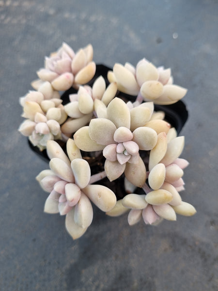 *GLGhybrid(1-1060) Graptopetalum Mendozae hybrid 丸姬杂