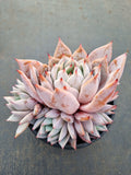 *GLGhybrid(2-13) Echeveria Mexican GiantXEcheveria cuspidata var. Zaragozae巨人杂黑爪