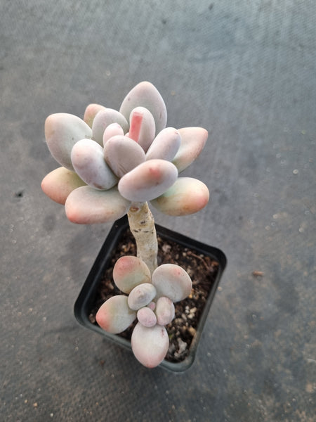 *GLGhybrid(1-1031) Pachyveria 'Concubine's Finger' 贵妃手指