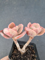 *GLGhybrid(1-1070) Echeveria hybrid