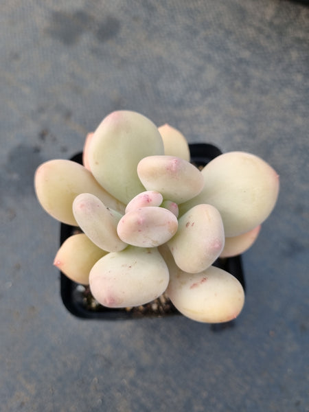 *GLGhybrid(1-1213) Pachyphytum hybrid 厚叶草属杂