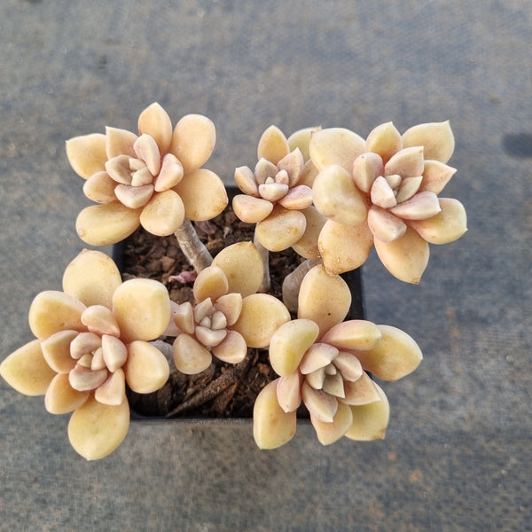 *GLGhybrid(1-1669) Graptopetalum Mendozae X Echeveria brown Sugar 丸姬杂红糖