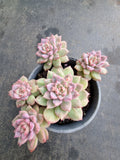 11cm pot Echeveria Frosty Bloom cluster 霜花群