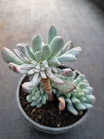 11cm pot Echeveria sp. (New Irish Mint) variegated 新爱尔兰薄荷锦
