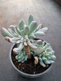 11cm pot Echeveria sp. (New Irish Mint) variegated 新爱尔兰薄荷锦