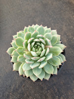 11cm pot Echeveria Tippy  蒂比