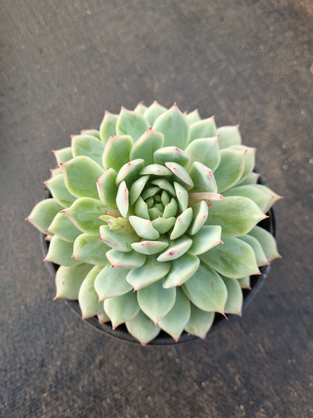 11cm pot Echeveria Tippy  蒂比