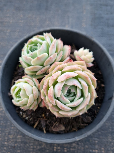 *GLGhybrid(2-336) Echeveria Hyalina hybrid 海琳娜杂