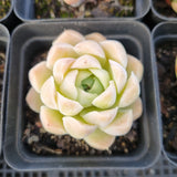 *GLGhybrid(1-1685) Special hybrid pack of 4