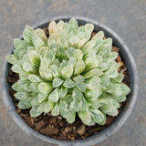 11cm pot Haworthia Silver Swirls  白斑玉露11cm盆