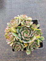 *GLGhybrid(1-830) Echeveria Ballsii Hybrid 灰姑娘杂