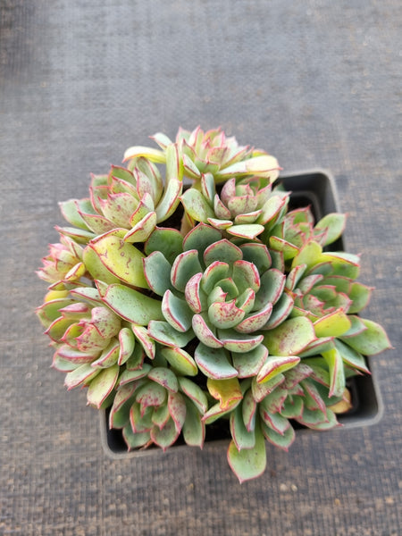 *GLGhybrid(1-830) Echeveria Ballsii Hybrid 灰姑娘杂