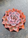 11cm pot Echeveria Hera 赫拉11cm 盆