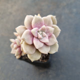 *GLGhybrid(1-1648) Graptopetalum pentandrum ‘Superbum’ hybrid 华丽风车杂