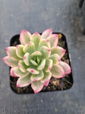 Echeveria Minibelle Variegated 小叮当锦