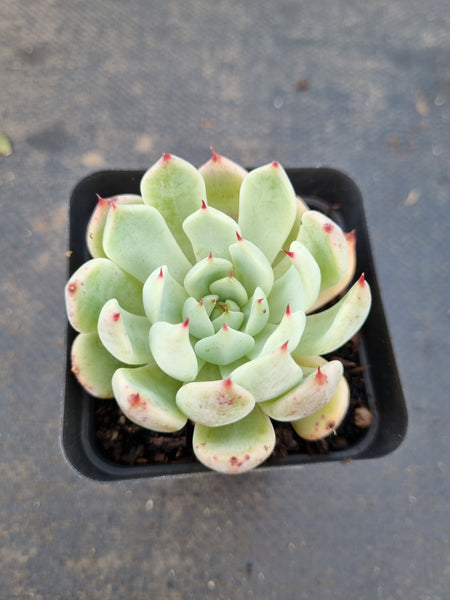*GLGhybrid(1-1407) Echeveria cuspidata var. Zaragozae hybrid 黑爪杂