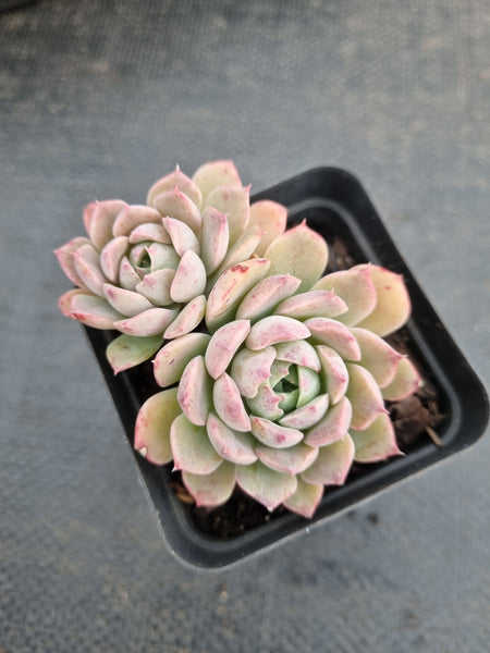 *GLGhybrid(1-952) Echeveria Iria hybrid 伊利亚杂