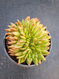 *GLGhybrid(2-336) Echeveria Agavoides hybrid crested 东云杂缀化