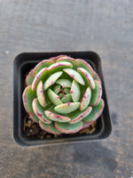 *GLGhybrid(1-845) Echeveria El Encino hybrid 恩西诺杂