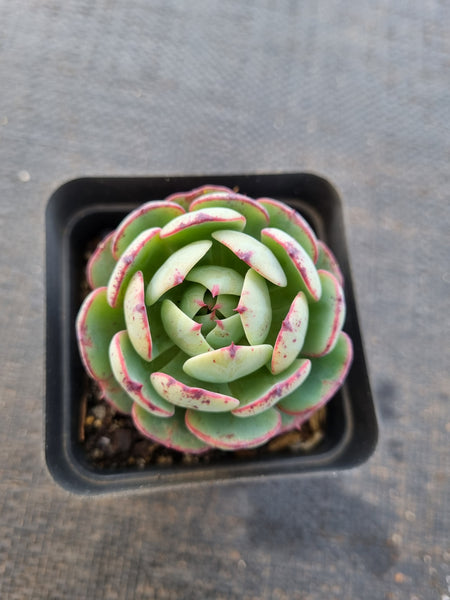 *GLGhybrid(1-845) Echeveria El Encino hybrid 恩西诺杂