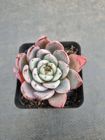 *GLGhybrid(1-938) Echeveria Puebla hybrid 普埃布拉杂