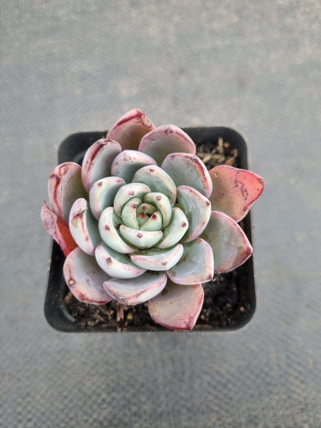 *GLGhybrid(1-938) Echeveria Puebla hybrid 普埃布拉杂