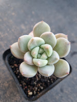 *GLGhybrid(1-798) Pachyveria Elaine hybrid 香水杂