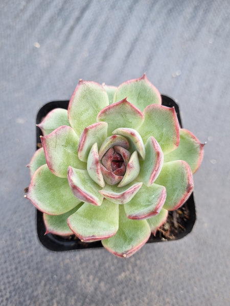 *GLGhybrid(1-1381) Echeveria 'Bloody Maria' hybrid 血色玛丽亚杂