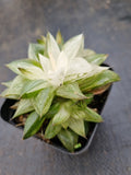 Haworthia varigated no ID 某玉露锦