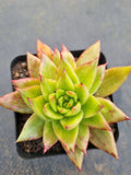 *GLGhybrid(1-697) Echeveria agavoides Ebony hybrid Monstrose 乌木杂石化
