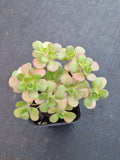 Aeonium saundersii 橄榄球玫瑰