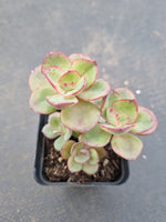 *GLGhybrid(1-1115) Echeveria Rverted suyon hybrid 大叶秀妍杂