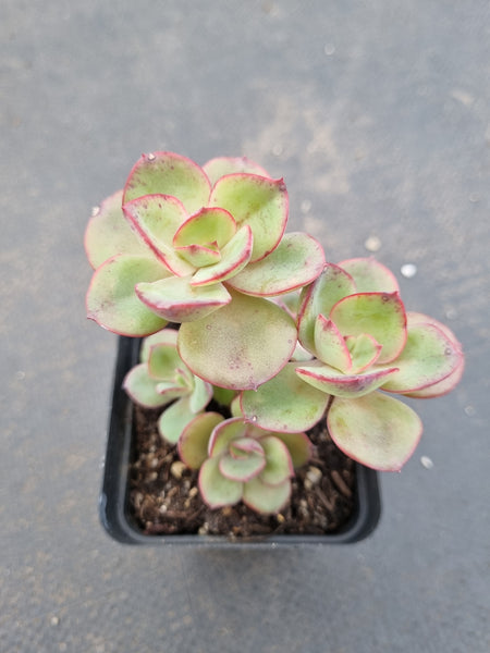 *GLGhybrid(1-1115) Echeveria Rverted suyon hybrid 大叶秀妍杂