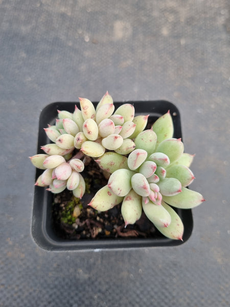 *GLGhybrid(1-933) Pachyphytum Baby Finger hybrid 婴儿手指杂