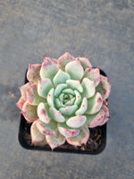 *GLGhybrid(1-1217) Echeveria cuspidata var. Zaragozae hybrid 黑爪杂