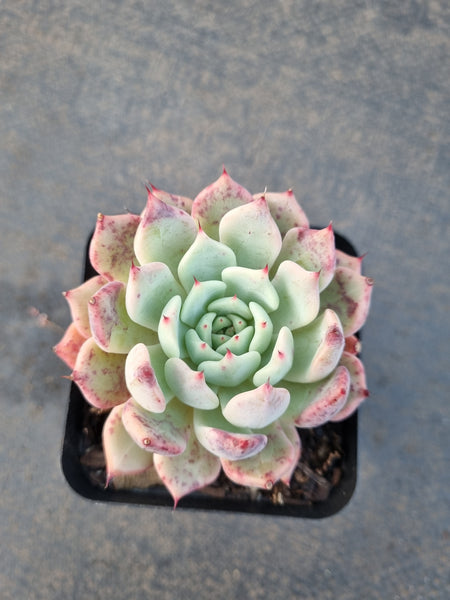 *GLGhybrid(1-1217) Echeveria cuspidata var. Zaragozae hybrid 黑爪杂