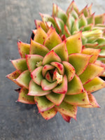 *GLGhybrid(2-235) Echeveria Agavoides hybrid 东云杂