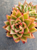*GLGhybrid(2-235) Echeveria Agavoides hybrid 东云杂