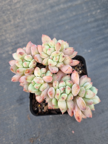 *GLGhybrid(1-1397) Pachyveria Elaine × Sedeveria Blue Elf 香水精灵