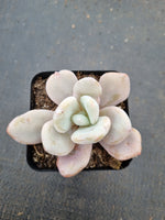 Graptoveria Snow Peach 雪桃